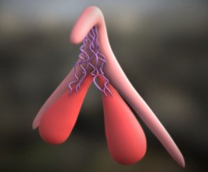 3D-model-of-the-clitoris