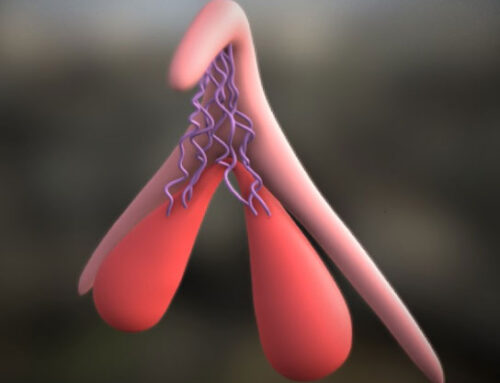 The Clitoris Diagram: A Guide to Your Anatomy