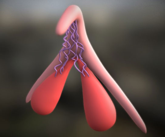Anatomical illustration of blood vessels within a structure resembling a pair of arteries, relevant to consultations with a sexual health specialist in Los Angeles.